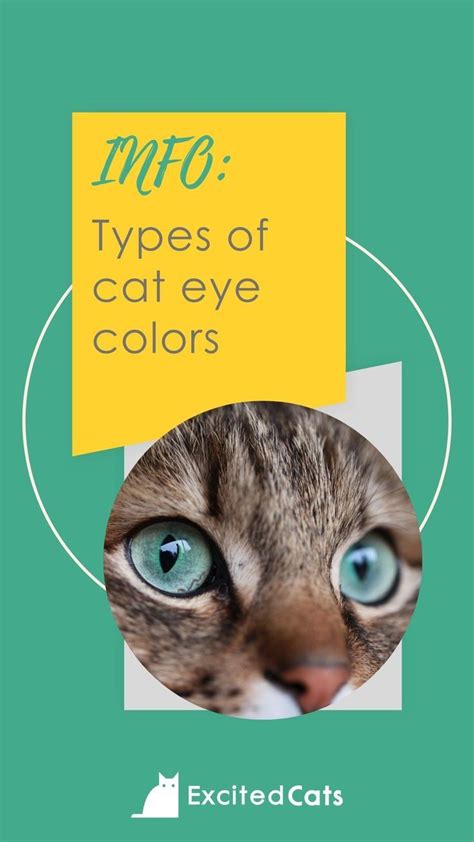 types of cat eye|8 Types of Cat Eye Colors and Their Rarity (With Pictures).